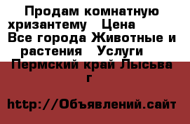 Продам комнатную хризантему › Цена ­ 250 - Все города Животные и растения » Услуги   . Пермский край,Лысьва г.